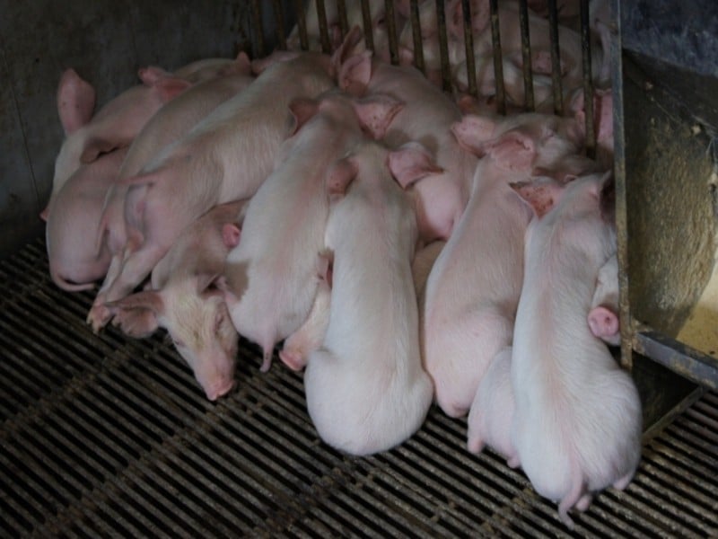 台中爆出非洲豬瘟！民眾該怎麼防範？！